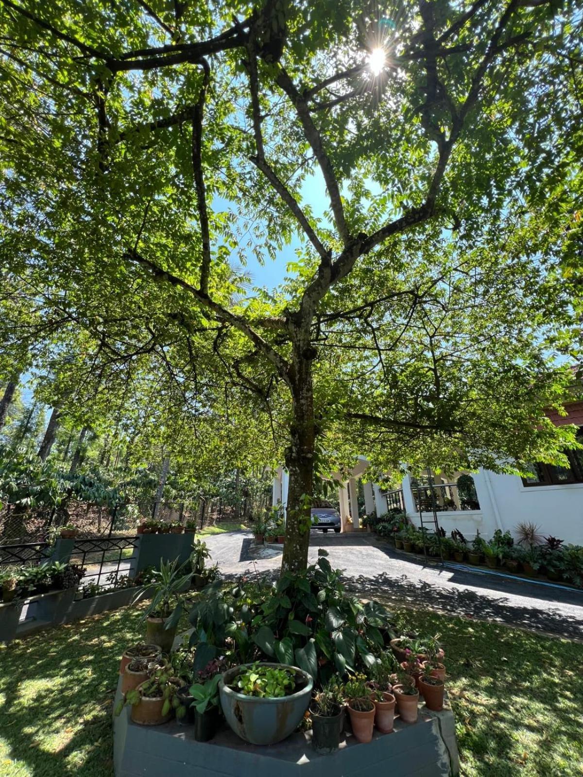 Emerald Castle Villa Madikeri Kültér fotó